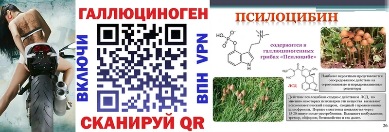 купить  сайты  Черепаново  Псилоцибиновые грибы Psilocybe 